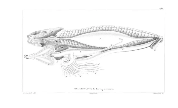 Illustration Fisk Gamla Bilden — Stockfoto