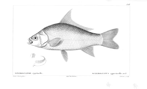 Illustration Poissons Ancienne Image — Photo