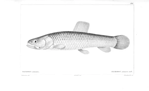 Illustrazione Dei Pesci Vecchia Immagine — Foto Stock