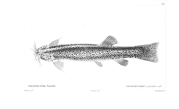 Illustration Poissons Ancienne Image — Photo