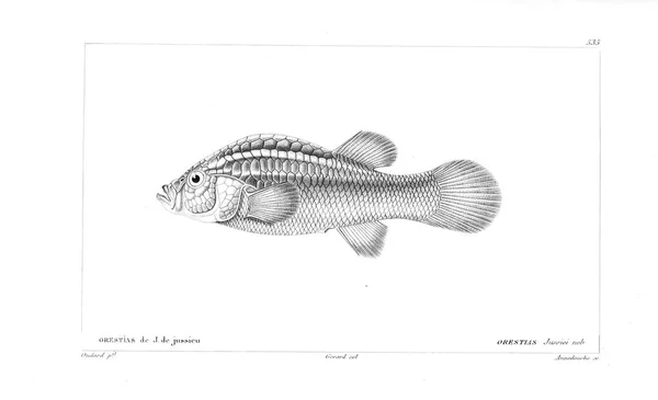 Illustration Poissons Ancienne Image — Photo