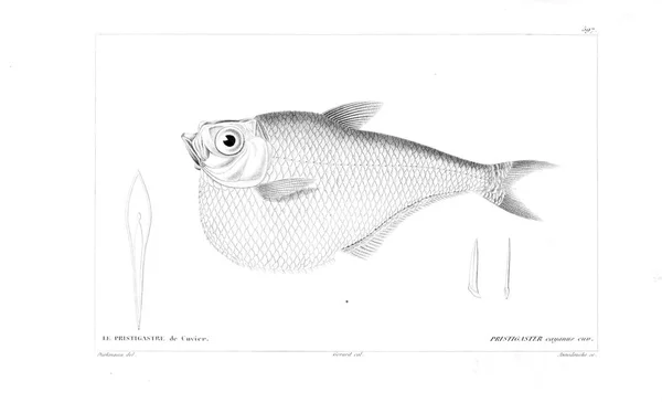 Illustration Fish Old Image — Stock Photo, Image