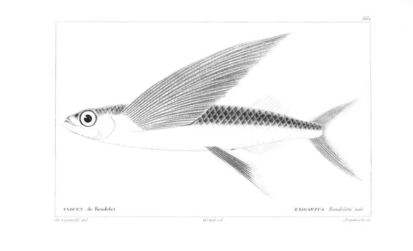 Illustration Von Fischen Altes Bild — Stockfoto