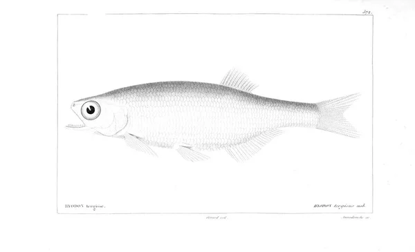 Illustration Poissons Ancienne Image — Photo