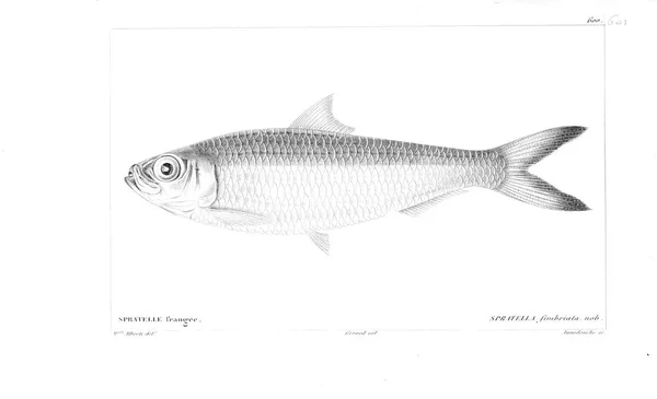 Illustration Poissons Ancienne Image — Photo