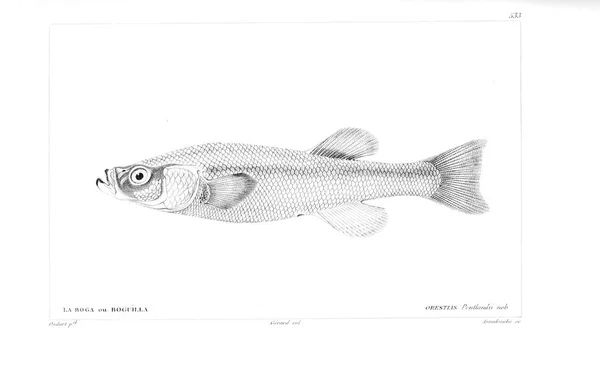 Illustration Poissons Ancienne Image — Photo