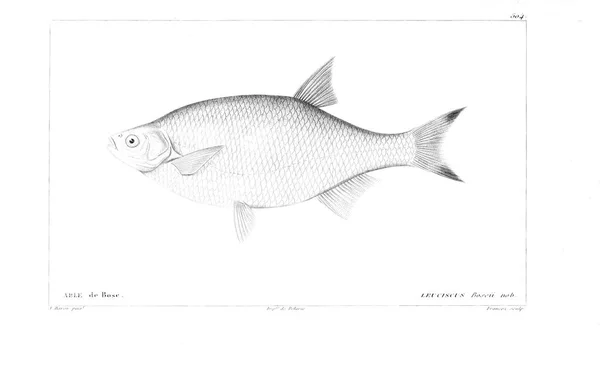 Illustration Poissons Ancienne Image — Photo