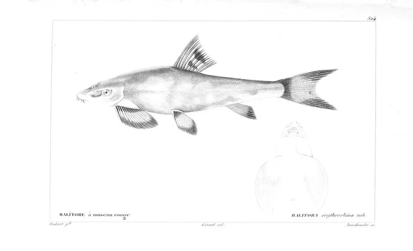 Balık Illustration Eski Resim — Stok fotoğraf