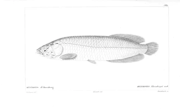 Illustration Poissons Ancienne Image — Photo