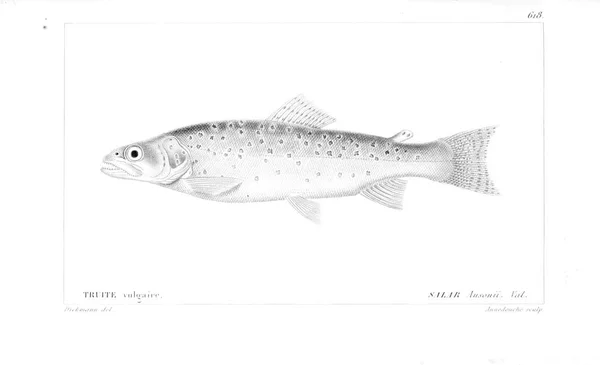 Illustration Poissons Ancienne Image — Photo