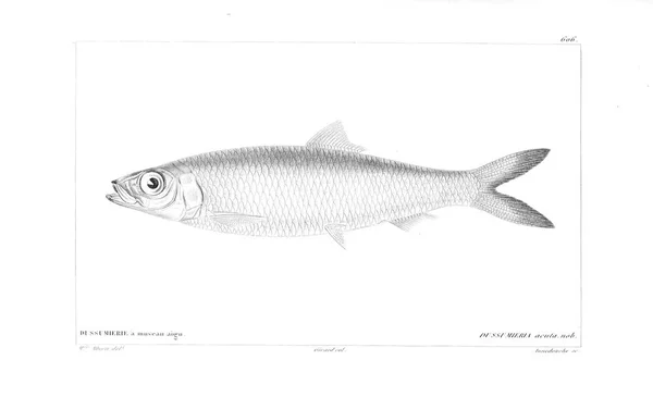 Afbeelding Van Een Vis Oude Beeld — Stockfoto