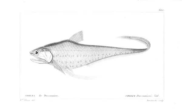 Illustration Von Fischen Altes Bild — Stockfoto