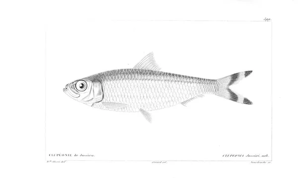 Illustration Poissons Ancienne Image — Photo