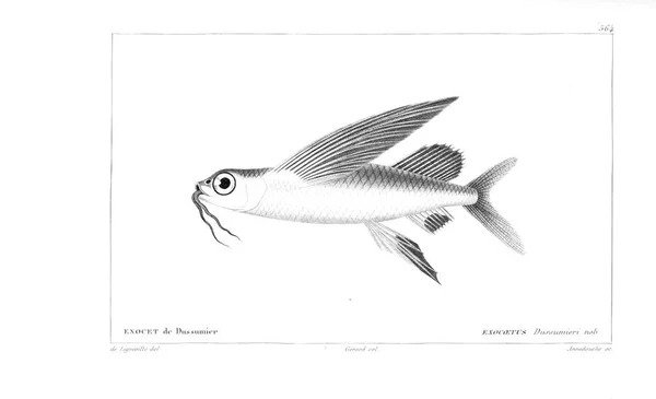 Ілюстрація Риби Старе Зображення — стокове фото