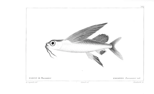 Illustration Poissons Ancienne Image — Photo