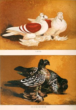Bir güvercin Illustration. Eski resim