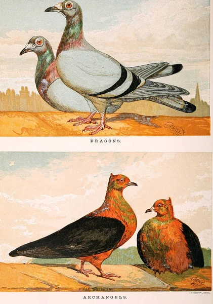 Illustration Dove Old Image — Stock Photo, Image