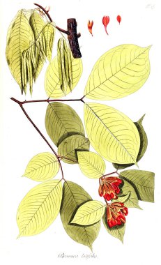 Bitki çizimi. Eski resim