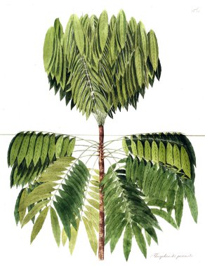 Bitki çizimi. Eski resim