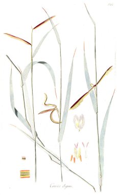 Bitki çizimi. Eski resim