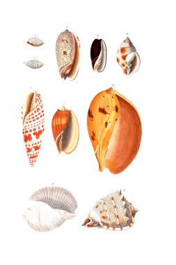 Deniz kabuklarını. Eski görüntü beyaz arka plan üzerinde izole