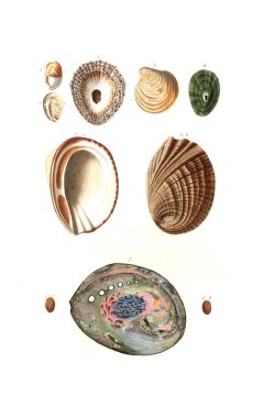 Deniz kabuklarını. Eski görüntü beyaz arka plan üzerinde izole