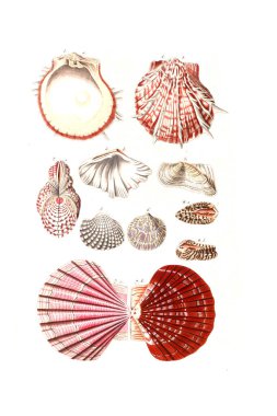 Deniz kabuklarını. Eski görüntü beyaz arka plan üzerinde izole