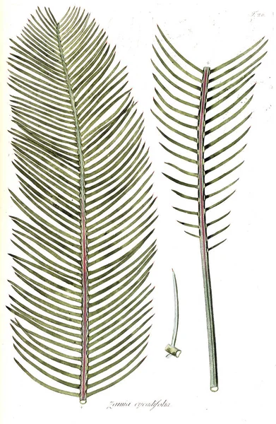 Illustration Plant Old Image — Stock Photo, Image