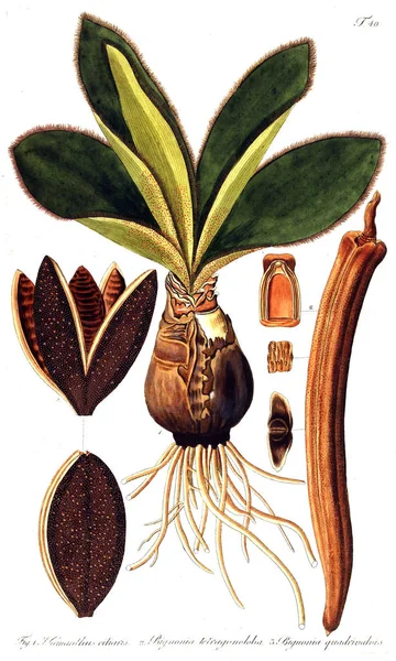 Vetores de Antigo Ilustração De Mandrake Planta e mais imagens de