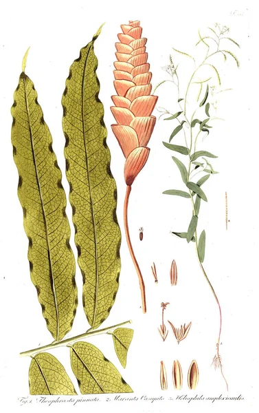 Illustration Plant Old Image — Stock Photo, Image