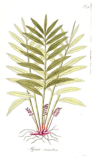 Illustration Plant Old Image — Stock Photo, Image