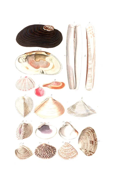 Seashells Old Image Isolated White Background — Stock Photo, Image