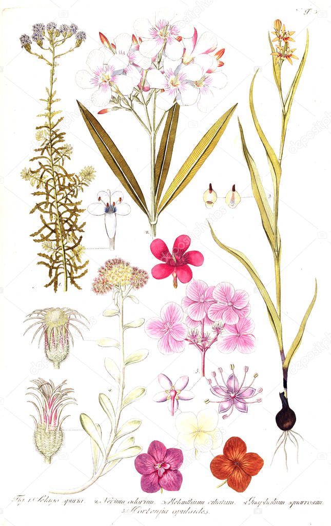 Illustration of plant. Old image