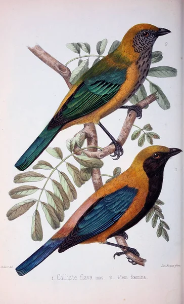 Kuş Illustration Eski Resim — Stok fotoğraf