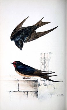 Kuş Illustration. Eski resim