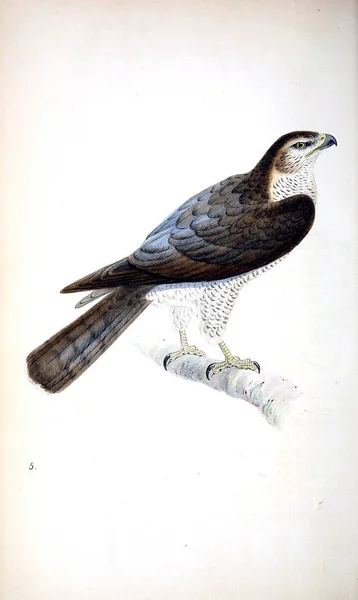 Illustration of bird. Old image