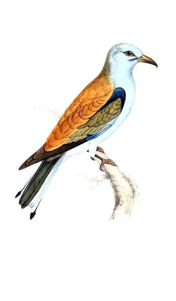 Illustration Oiseau Vieille Image — Photo