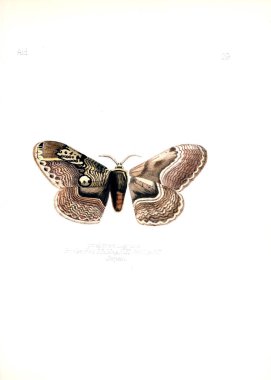 Böcekler Illustration. Eski resim