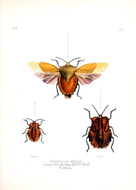 Böcekler Illustration. Eski resim