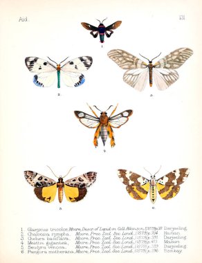 Böcekler Illustration. Eski resim