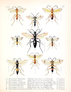 Böcekler Illustration. Eski resim