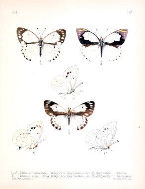 Böcekler Illustration. Eski resim