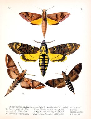 Böcekler Illustration. Eski resim