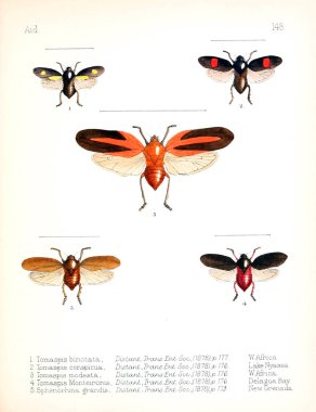 Böcekler Illustration. Eski resim