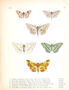 Böcekler Illustration. Eski resim