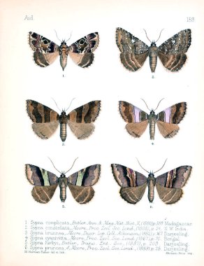 Böcekler Illustration. Eski resim