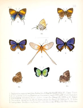 Böcekler Illustration. Eski resim