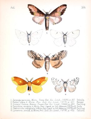 Böcekler Illustration. Eski resim