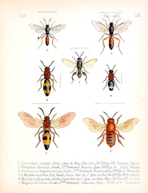Böcekler Illustration. Eski resim