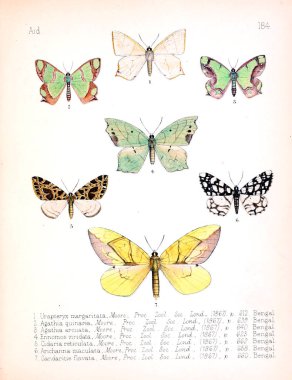 Böcekler Illustration. Eski resim